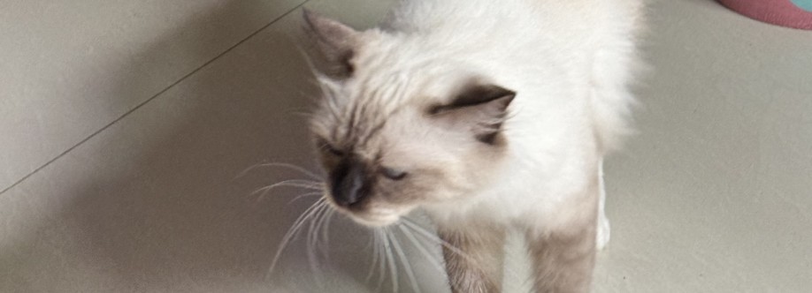 Mày Lê Cover Image