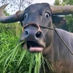 Nhật BĐS Phạm Profile Picture