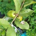 Le Bao Profile Picture