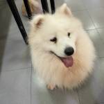 Toan Nguyen Profile Picture
