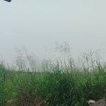 Dạo Chơi Profile Picture