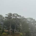 Quang Nguyễn Profile Picture