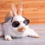 Rabbit Lee Profile Picture