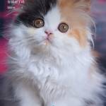 Binh Vi Profile Picture