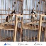 Huy Ngô Profile Picture