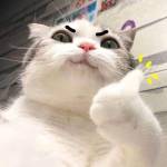 Congtuhotruong Profile Picture