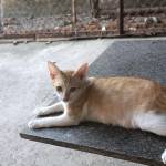 chu Quý Profile Picture