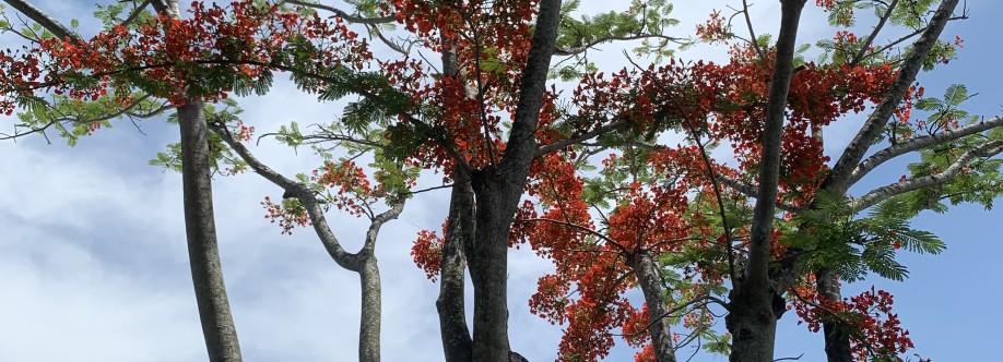 Trung Nguyễn Cover Image