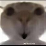 Makaka Profile Picture