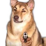 Kinh Provip Profile Picture