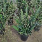 Phú Đạt Profile Picture