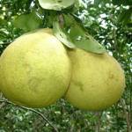 Lyly9999 Profile Picture