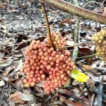 Thiên Phát Cao Profile Picture