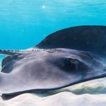 Long No Profile Picture