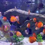 Antoine Vo Profile Picture