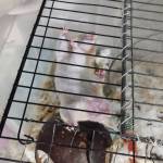 Di Nguyễn Profile Picture