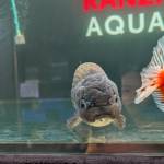 Minh Vu Profile Picture