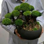 Trí Ngu Profile Picture