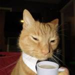 Tứng Phương Profile Picture