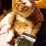 Trần Minh Profile Picture