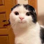 blackpin Profile Picture