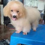 Trankhang Tran Profile Picture