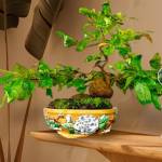 Sxvweo Profile Picture