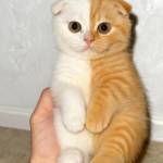 Bi Kaod Profile Picture