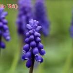 Trần Dân Profile Picture