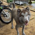 Thien Ky Profile Picture