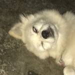 Jonny Trần Profile Picture