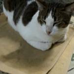 Tquay Profile Picture