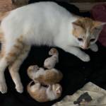 Hoà Trần Profile Picture