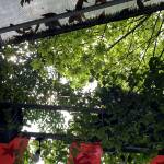 Long Aka**** Profile Picture