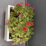 Nice Tomeetyou Profile Picture