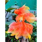 Nguyễn Thanh Profile Picture