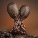 Chua Tran Profile Picture