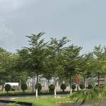 Nguyen Thien a Profile Picture