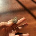 Bc Bv Profile Picture