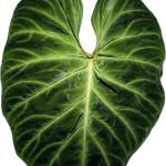 Minh Hồ Profile Picture