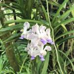 Nguyễn Minh Thanh Profile Picture