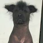 Minh Phúc Profile Picture