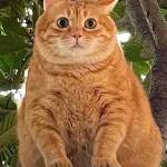 Nguyễn Anh Tài Profile Picture