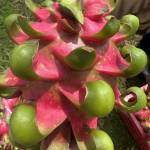 Nguyen Le Profile Picture