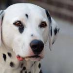 Map Ca Profile Picture