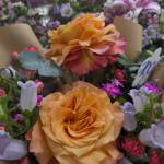 Kindoji Profile Picture