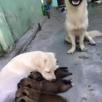 Dat vu Profile Picture