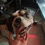 Choi Sub Profile Picture