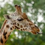 Vuong Du Profile Picture