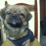 Mèo Hoan Profile Picture